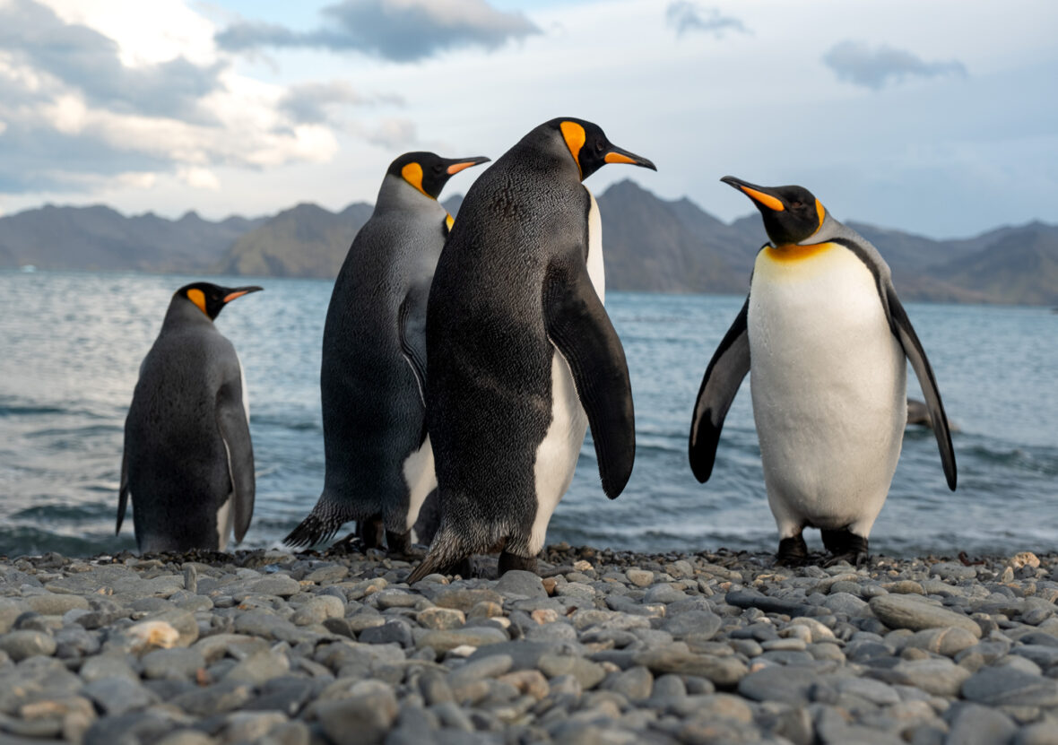 Penguins on a beach on South Georgia Island