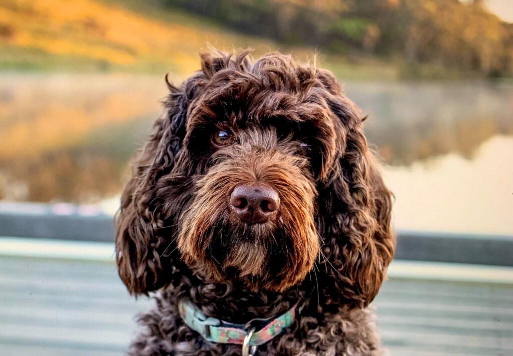 Brown labradoodle by lake