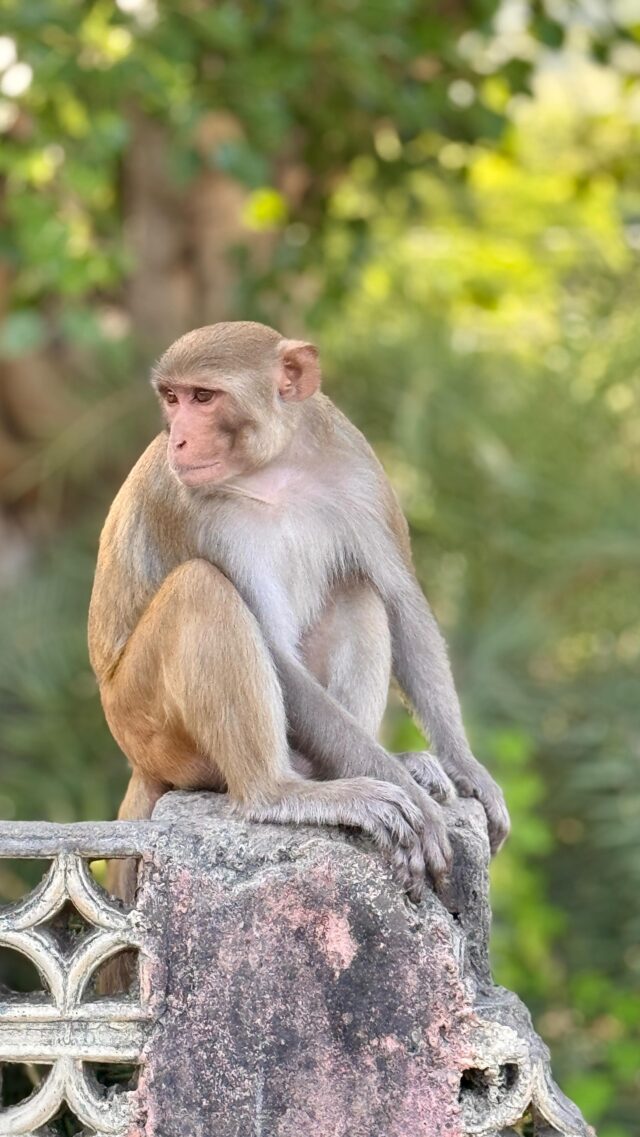 Monkeys are part of life here, and have made the forts, palaces and rooftops of Rajasthan their home. Mischief-makers they may be, but in this part of the world they’re considered holy and are largely left alone. Except when they’re found in your kitchen raiding the fridge that is… 🙊 
@gadventures 
#monkey #wildlife #cheeky #scary #monkeygangsters