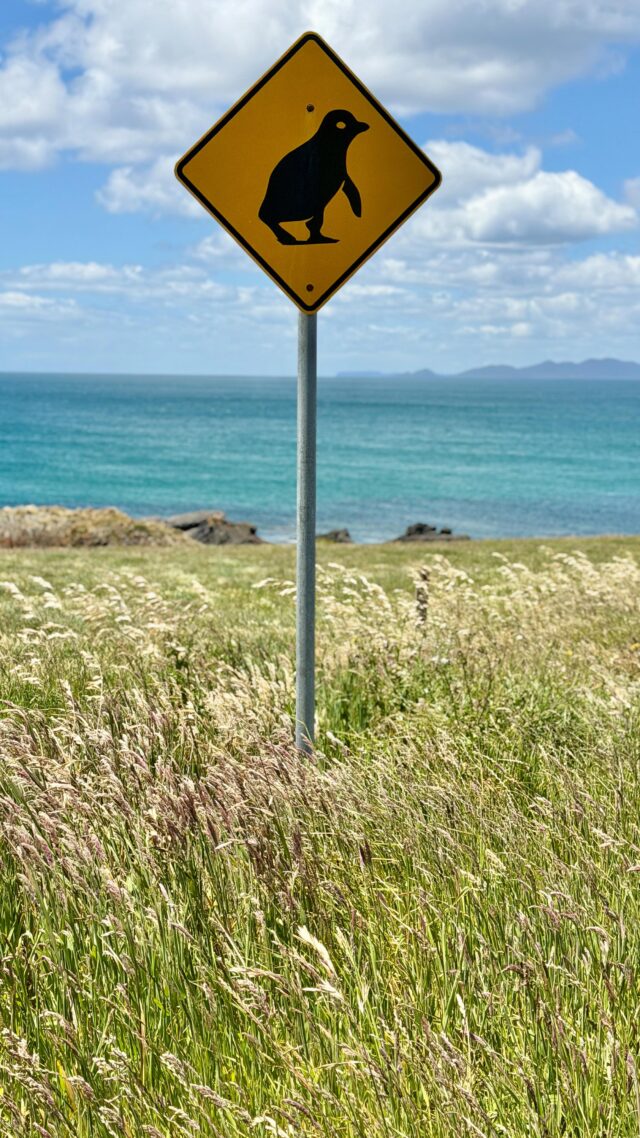 A few days at historic waterfront storehouse turned luxe accommodation @stanleybondstore has been positively restorative. And there’s an on-site sauna! Sauna sessions followed by dips in the ocean (14.5 degrees) 🥶, a gourmet indoor picnic by the fire, e-biking to the Nut (catch a chairlift to the top for the 2km walk) and along the stunning coastline before a wander around the shops, a pre-dinner drink at the quirky wine bar and dinner at @stanleyhotelbistro … see what I mean? Restorative! 
You can hire e-bikes and kayaks from @gearupstanley and pick up provisions from @providore24, or feast on fresh seafood at the cafes/restaurants around town. When the sun goes down the penguins come out of the water to bed down for the night. If you’re still and quiet, you can watch them make their way to their nests 😍